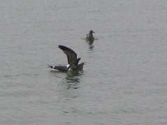 IMG_0213.JPG