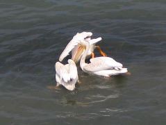 IMG_0274.JPG