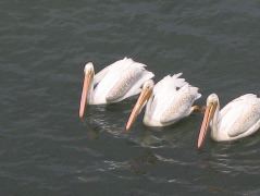 IMG_0276.JPG