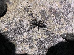 IMG_0556.JPG