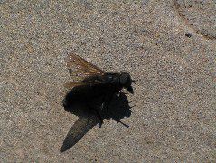 IMG_0584.JPG