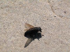 IMG_0586.JPG