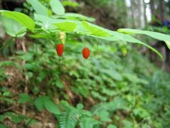 IMG_0604.JPG