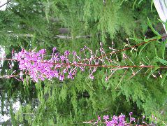 IMG_0605.JPG