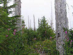 IMG_0611.JPG