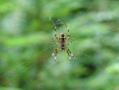 IMG_0616.JPG