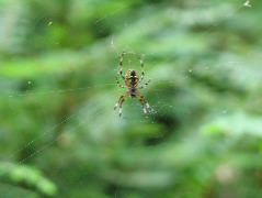 IMG_0617.JPG