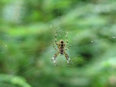 IMG_0619.JPG