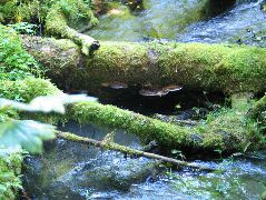 IMG_0649.JPG