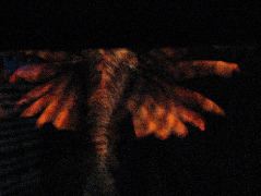 IMG_0753.JPG