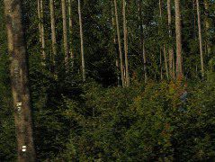 IMG_0419.JPG