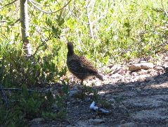 IMG_0496.JPG