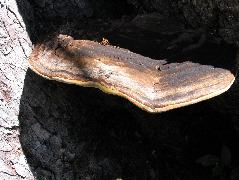 IMG_0498.JPG